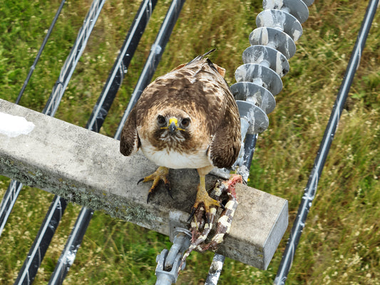 Animal Safety & Aerovision: Flying Our Drones with Wildlife in Mind