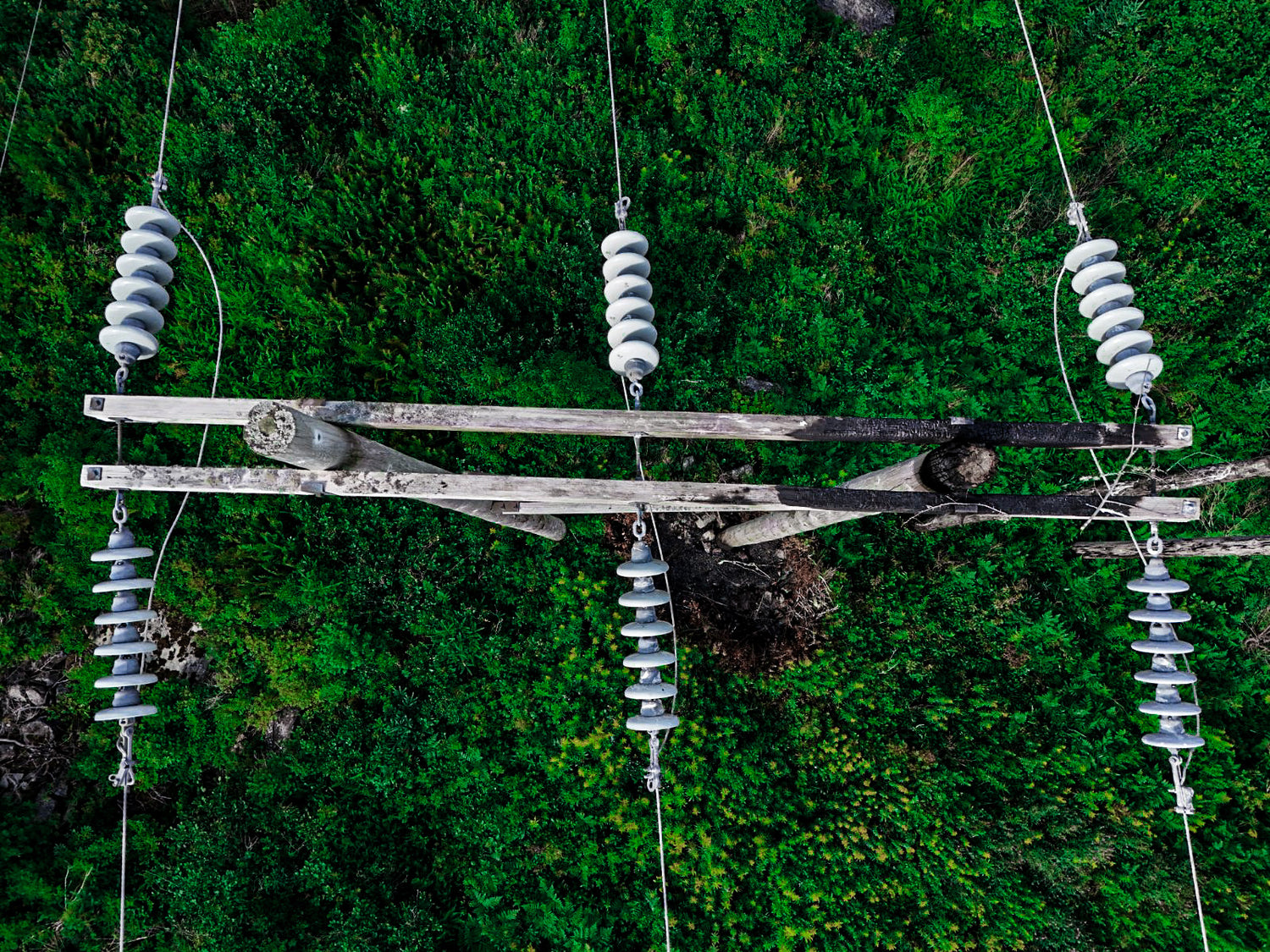 Electrical insulators on a fire-damaged power line with a green forest background